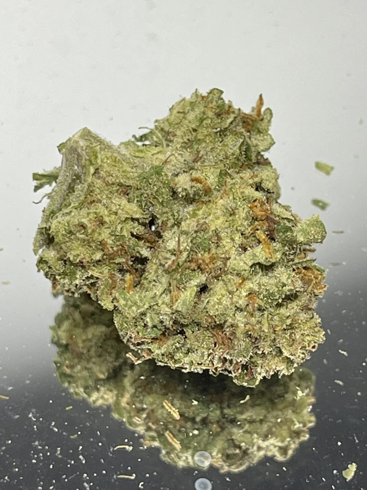 MANGO TANGO - Image 2