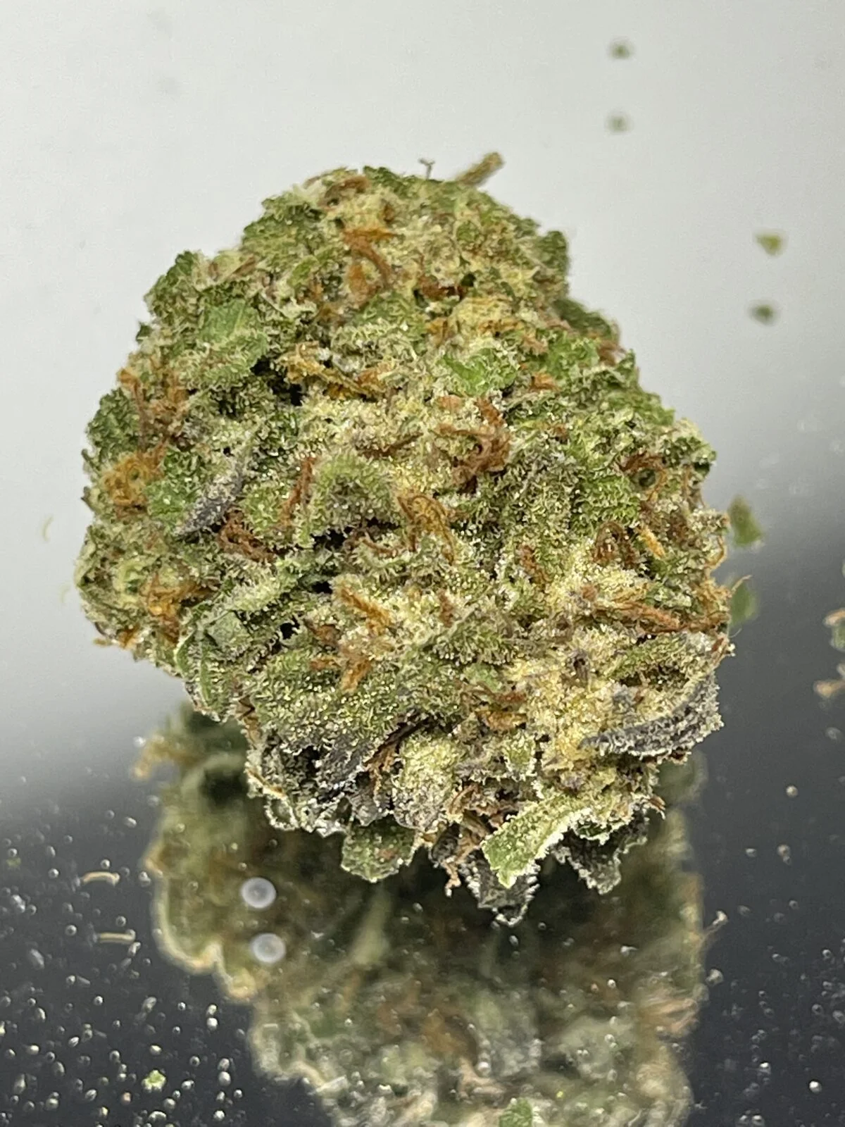 MANGO TANGO - Image 1
