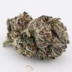 Blackberry Breath - Image 2