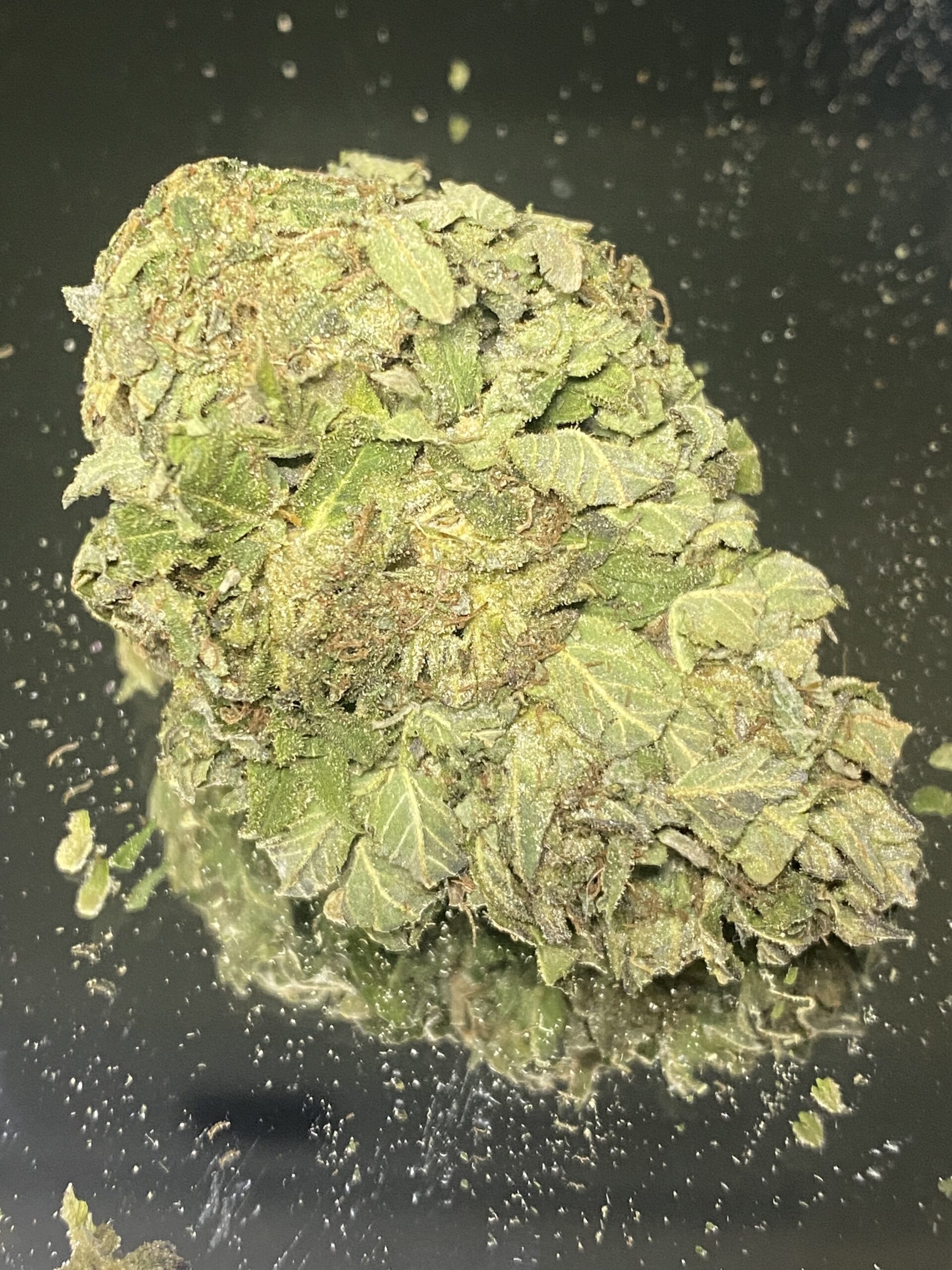 IMG_2966 Organic Diesel - Budget Weed - Image 1