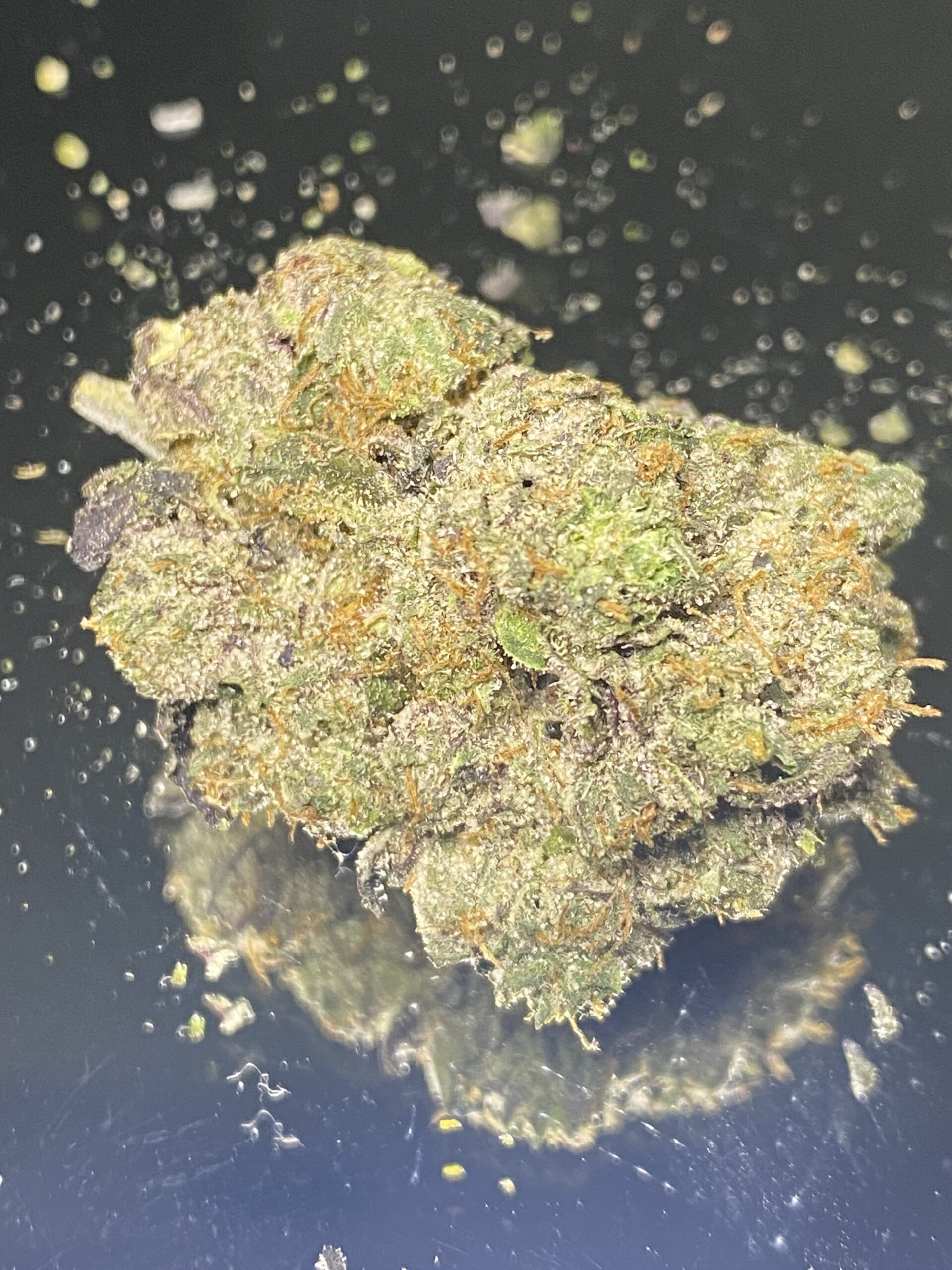 IMG_3075 Rambo Kush - Image 1