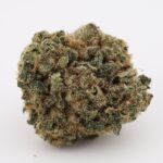 Blue Poison (popcorn buds)