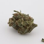 Code Red (popcorn buds)