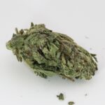 Jack Rabbit - Image 2