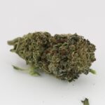 Jack Rabbit - Image 3