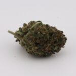 Black Manba - Image 3